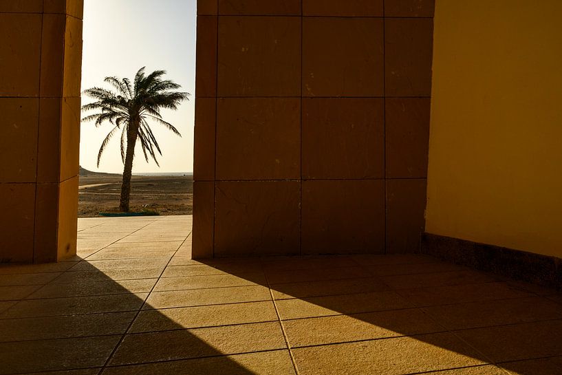 Palm tree in Ras Al Jinz by Paula Romein