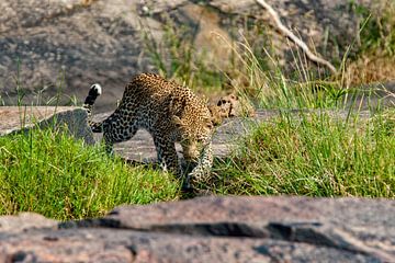wandelend luipaard van Peter Michel