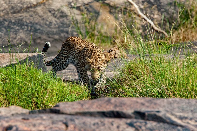 walking Leopard by Peter Michel