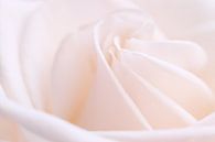 Wunderschönes Rosa.... von LHJB Photography Miniaturansicht