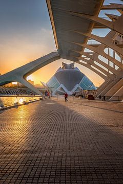 Valencia Sunlight by Iman Azizi