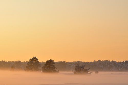 Zonsondergang over besneeuwd veld met dennenbomen op de Veluwe