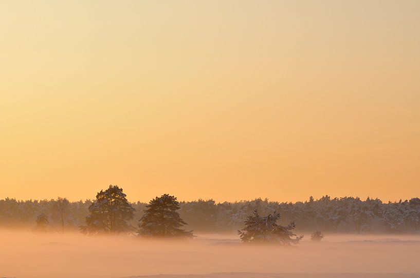 Zonsondergang over besneeuwd veld met dennenbomen op de Veluwe van Sjoerd van der Wal Fotografie
