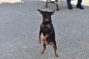 Verspielte, schwarz-braune Chihuahua-Lady