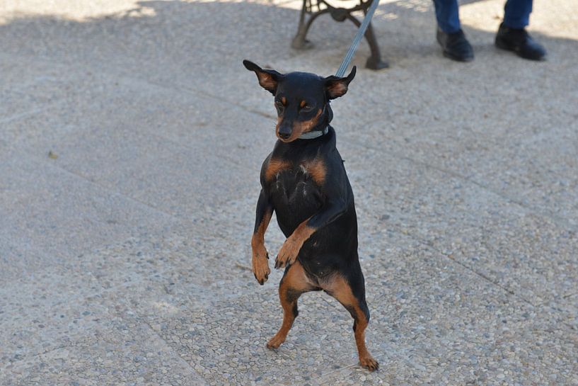 Verspielte, schwarz-braune Chihuahua-Lady von Silva Wischeropp