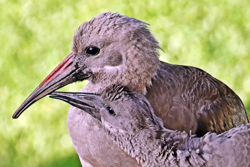 une mère Hagedasch et son poussin par Werner Lehmann