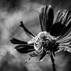 Honingbij Close-up in monochroom van Imladris Images