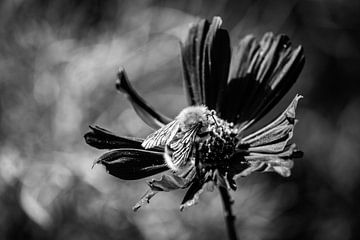 Honey bee Close-up in Monochrome by Imladris Images