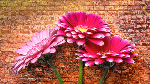 Stilleven Bloem op achtergrond