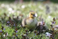 young duckling by Margaretha Gerritsen thumbnail