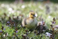 young duckling