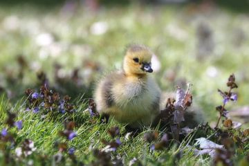 young duckling by Margaretha Gerritsen