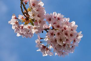 Fleur de printemps