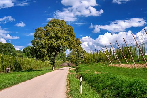 Hoptuin in de Hallertau
