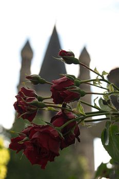 Rozen voor de Dom van keulen 