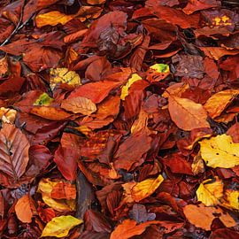 Beech leaves in oil painting