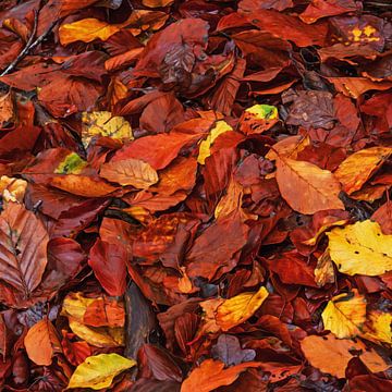 Feuilles de hêtre en peinture à l'huile sur Marga Vroom