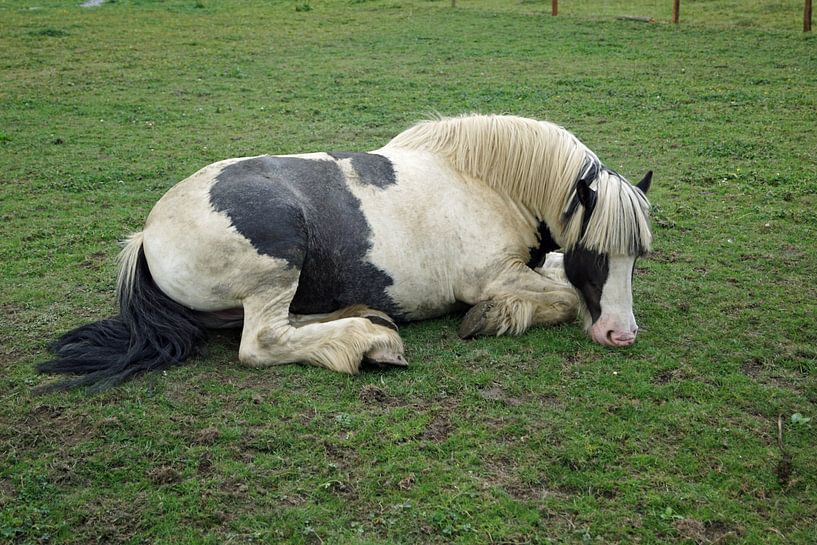 Horse in a pasture in Ireland by Babetts Bildergalerie