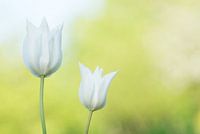 Weiße Tulpen