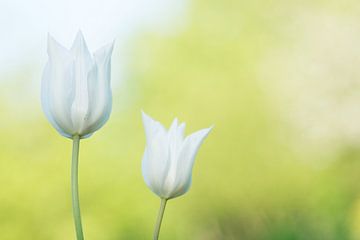 White tulips by Cocky Anderson