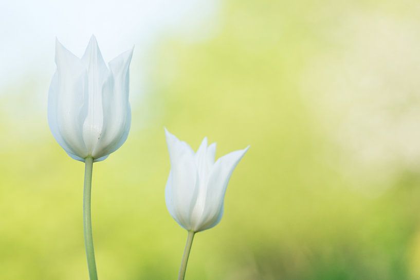 Weiße Tulpen von Cocky Anderson