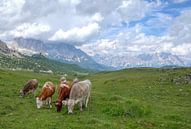 Koeien in de Dolomieten Italie van Rens Marskamp thumbnail