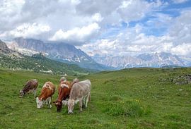 Koeien in de Dolomieten Italie by Rens Marskamp