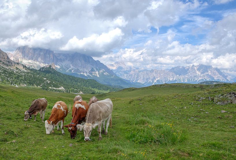 Koeien in de Dolomieten Italie von Rens Marskamp