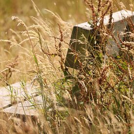 Die Schönheit der Natur - zeitlose Wanddekoration für Ihr Interieur von PhotoManiX Artworks