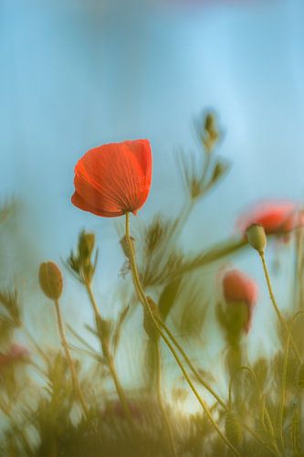 Rode klaproos - papaver