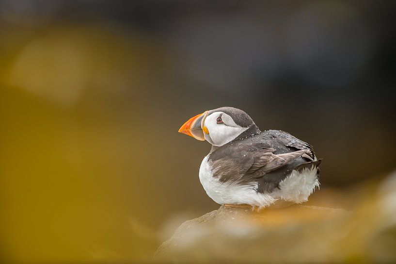 Puffin von Stijn Smits