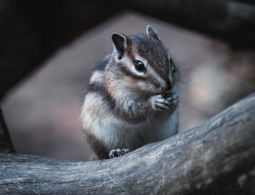 Syberian ground squirrel