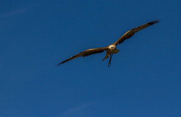 Red kite von noeky1980 photography