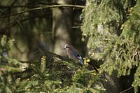 Jay