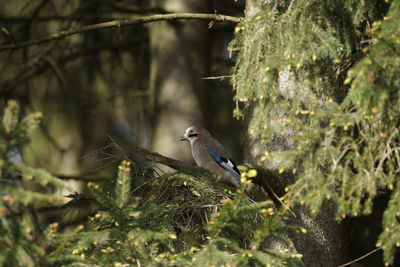 Jay by Ines Thun