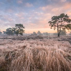 Gras en bomen op de heide | Natuurfotografie op de Veluwe van Marijn Alons