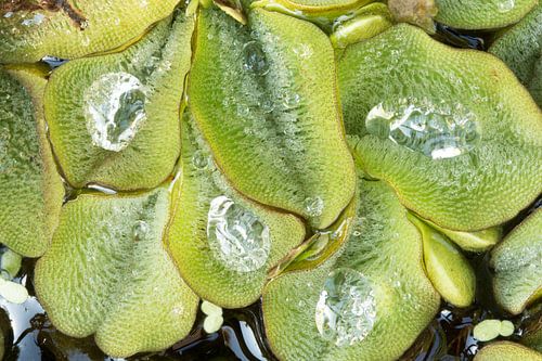 Waterplant 