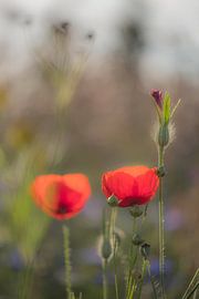 Coquelicots dans un champ de fleurs sur Moetwil en van Dijk - Fotografie