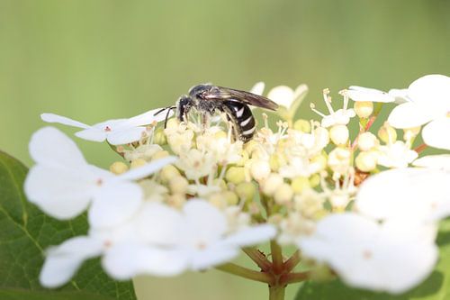 Schwarz-Weiß in voller Blüte