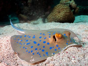 The bluespotted ribbontail ray by Freek van den Driesschen