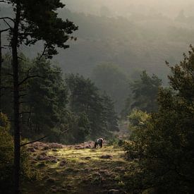 chevaux sauvages sur Rob Willemsen photography