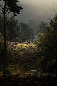 wilde paarden van Rob Willemsen photography