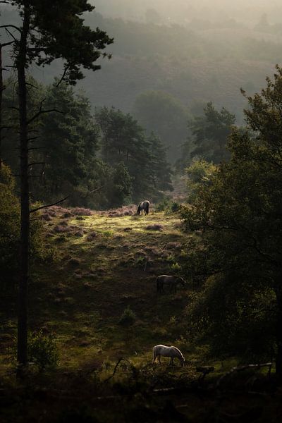 wild horses by Rob Willemsen photography