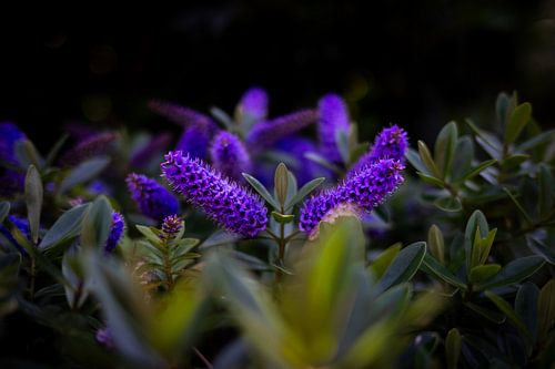 Violette Buschveronika in der Dunkelheit