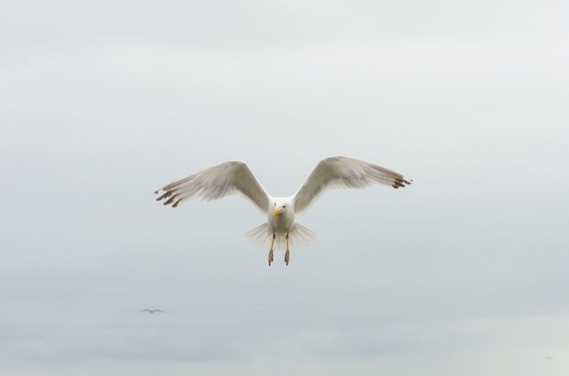 Seagull by Mark Bolijn