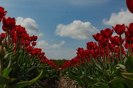 Tulips by Roelof Jonker