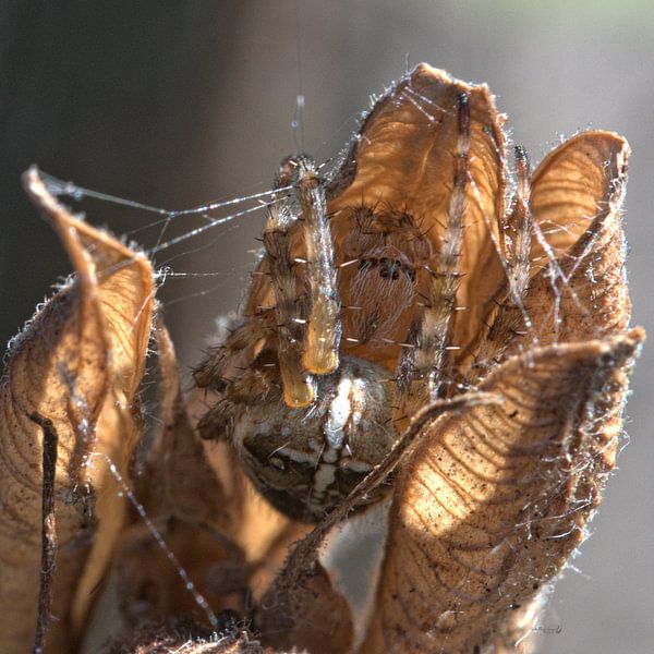 Sieh mich an. von Erik Reijnders