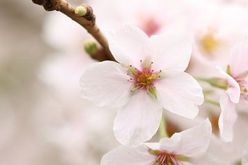 Dromerige Sakura.2 van Daniëlle Eibrink Jansen