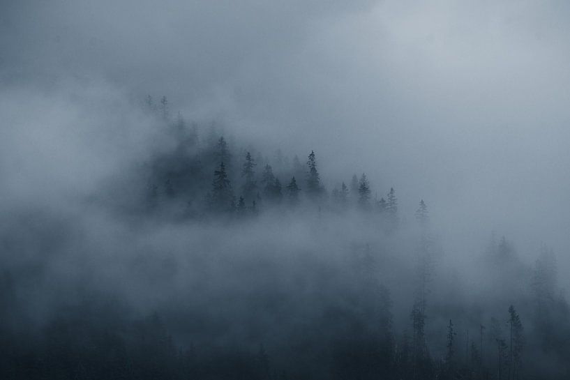 Murmures de la forêt par Dylan Shu Photography