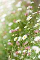 Meadow with daisies vertical photo